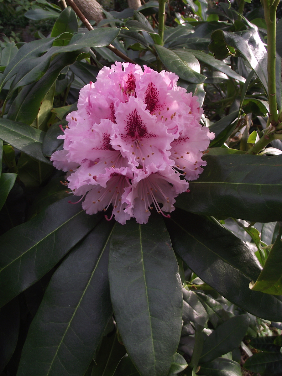 Prince Camille de Rohan